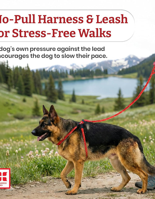 Load image into Gallery viewer, No Pull Dog Harness and Leash Set, anti Pull Dog Harness for All Breeds and Sizes, One-Piece Cushioned Rope Design Safely Prevents Escaping and Pulling (Small/Medium, Orange/Reflective)

